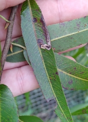Stigmella salicis