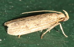 Glyphidocera juniperella