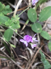 Lespedeza procumbens