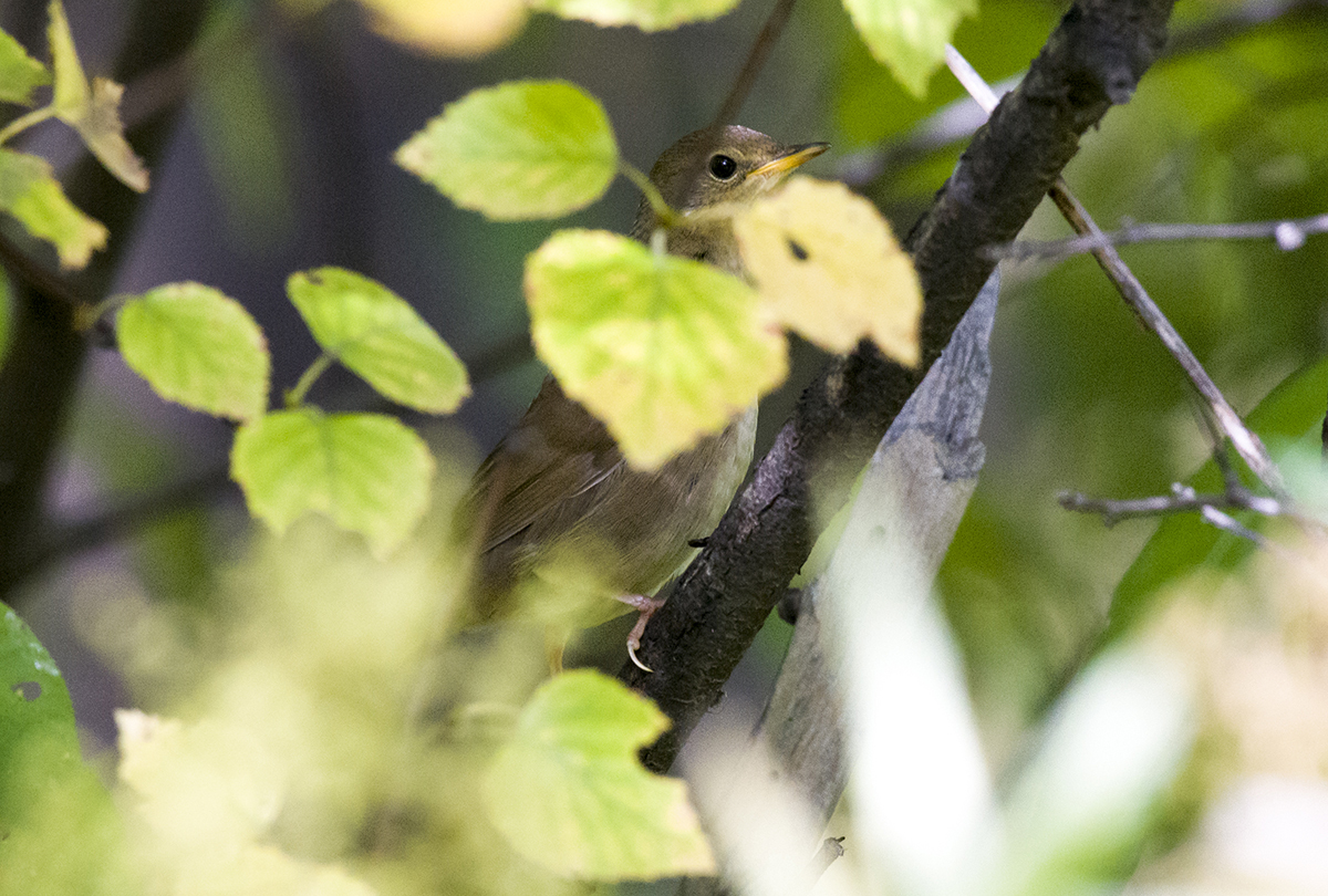 Chinese Bush Warbler