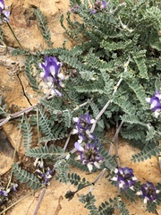 Astragalus amatus