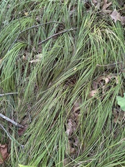 Carex pensylvanica