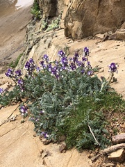 Astragalus amatus