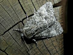 Acronicta megacephala