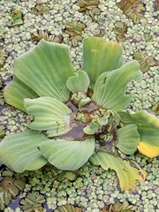 Pistia stratiotes