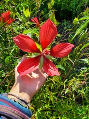 Hibiscus coccineus