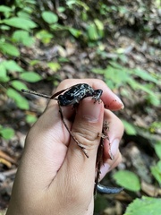 Plethodon cylindraceus