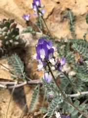 Astragalus amatus