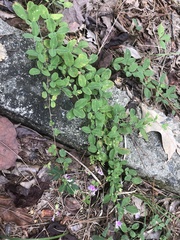 Lespedeza procumbens