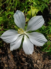 Hibiscus coccineus