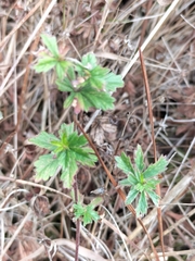 Potentilla erecta