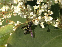 Euodynerus foraminatus