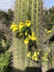 Tropaeolum brachyceras