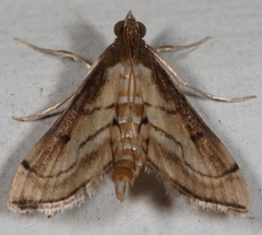 Marasmia trapezalis