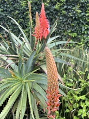Aloe arborescens
