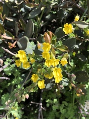 Tropaeolum brachyceras