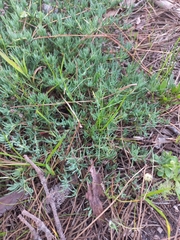 Lampranthus