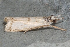 Microcrambus kimballi