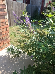 Vitex agnus-castus