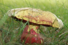 Rubroboletus satanas