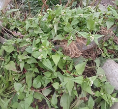 Persicaria nepalensis