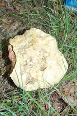 Rubroboletus satanas