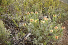 Leucadendron daphnoides