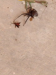 Steatoda grossa