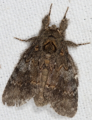 Peridea angulosa