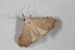 Redectis vitrea