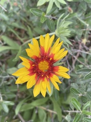 Gaillardia