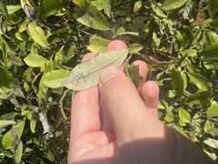 Salix bebbiana