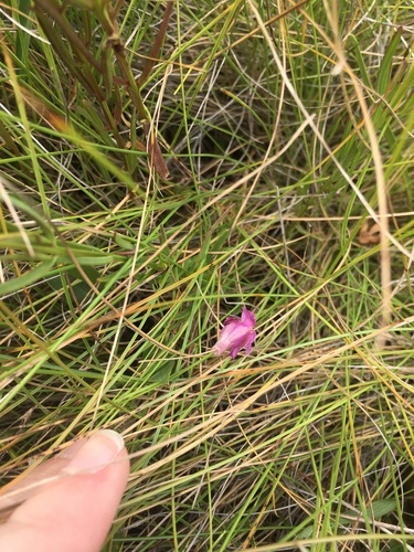 Image of Agalinis maritima by (c) harrier, some rights reserved (CC BY)