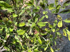 Salix bebbiana