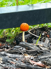 Marasmius vagus