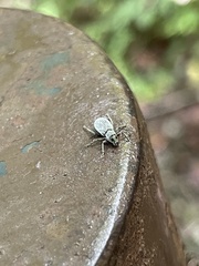 Cyrtepistomus castaneus