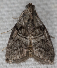 Pococera asperatella