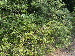 Salix bebbiana