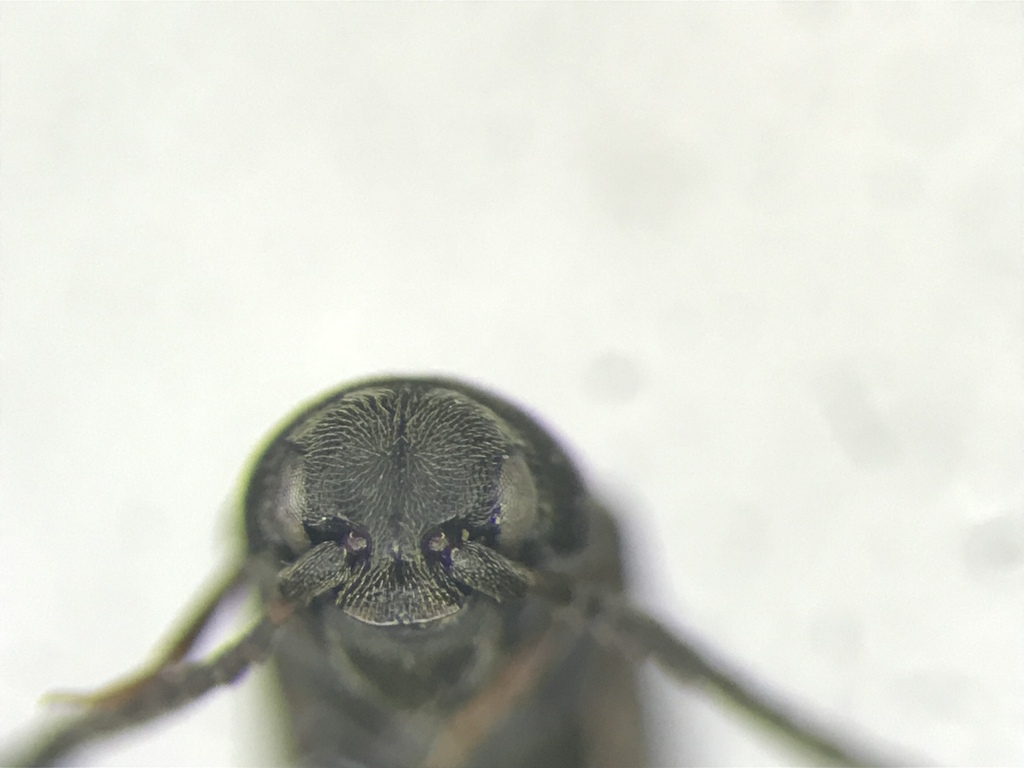 Hylis terminalis