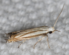 Polyhymno luteostrigella