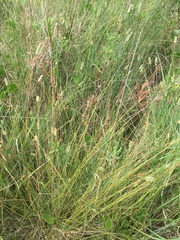 Fimbristylis castanea