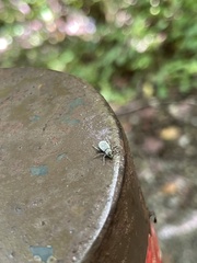 Cyrtepistomus castaneus