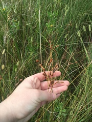 Fimbristylis castanea