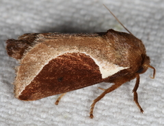 Prolimacodes badia