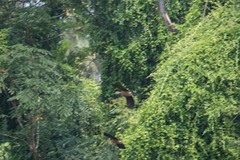 Dendrocygna javanica