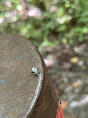 Cyrtepistomus castaneus