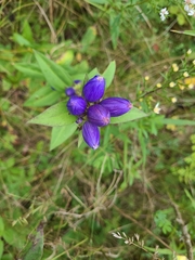 Gentiana andrewsii
