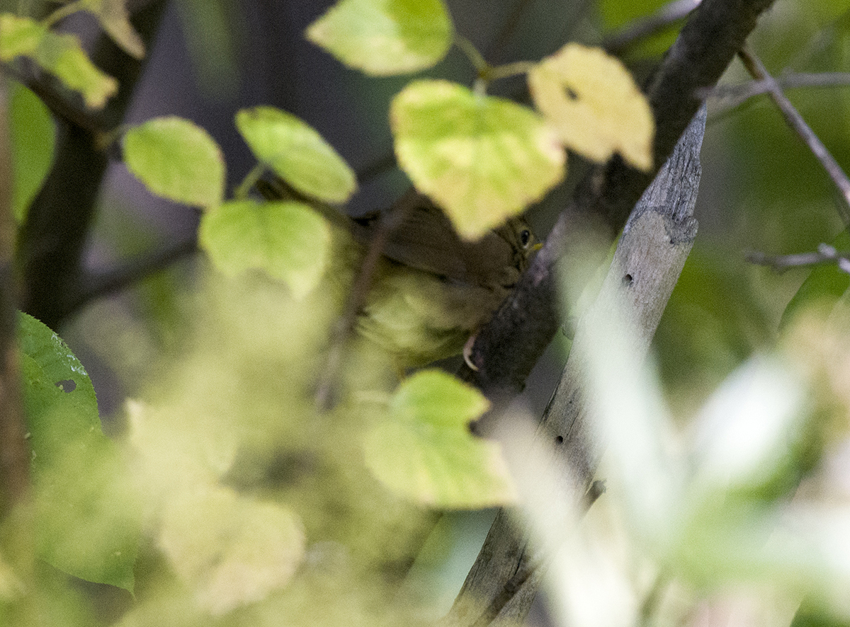 Chinese Bush Warbler