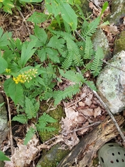 Polypodium appalachianum