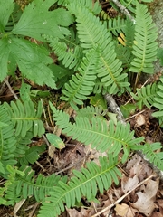 Polypodium appalachianum
